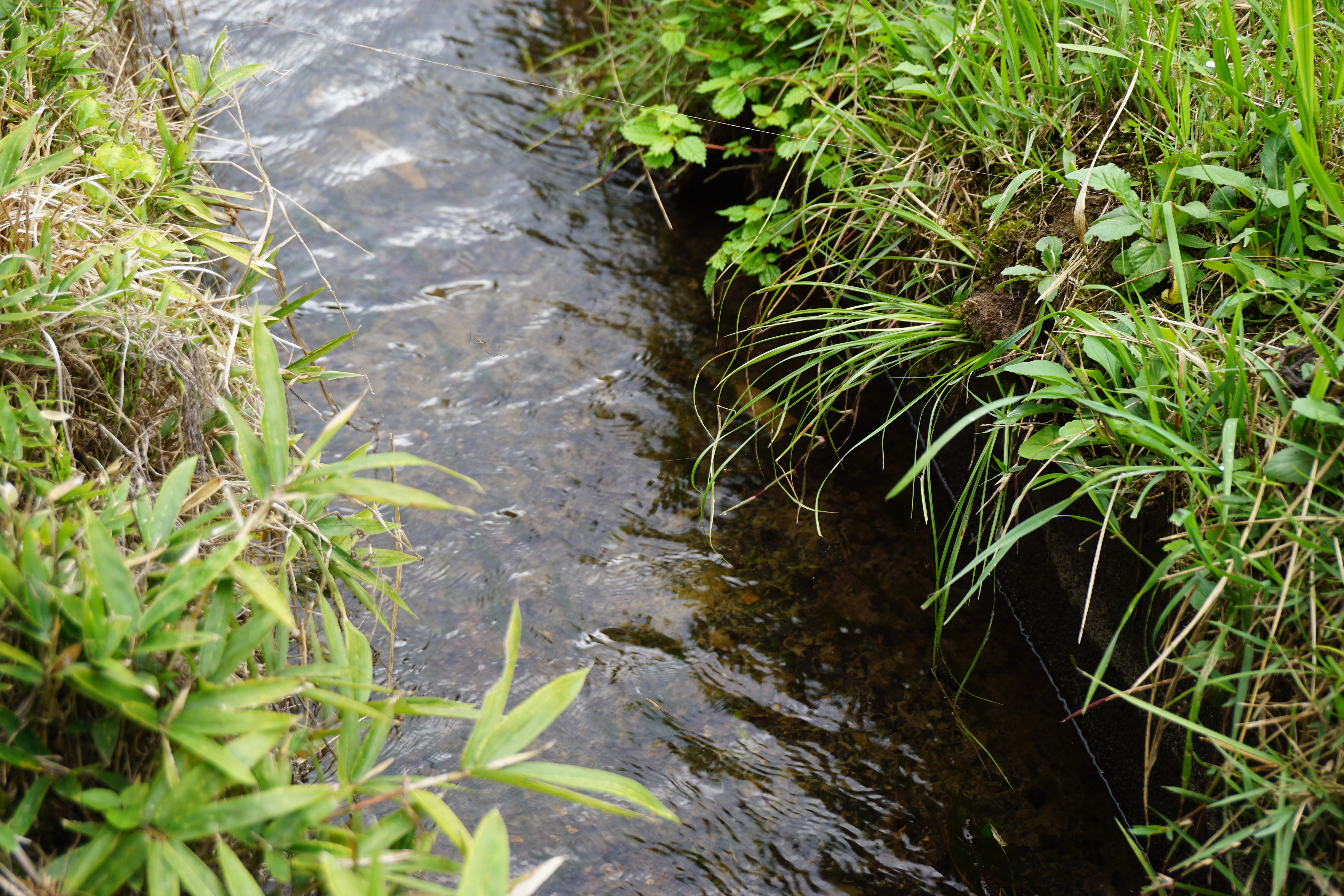 天栄米田んぼ湧水