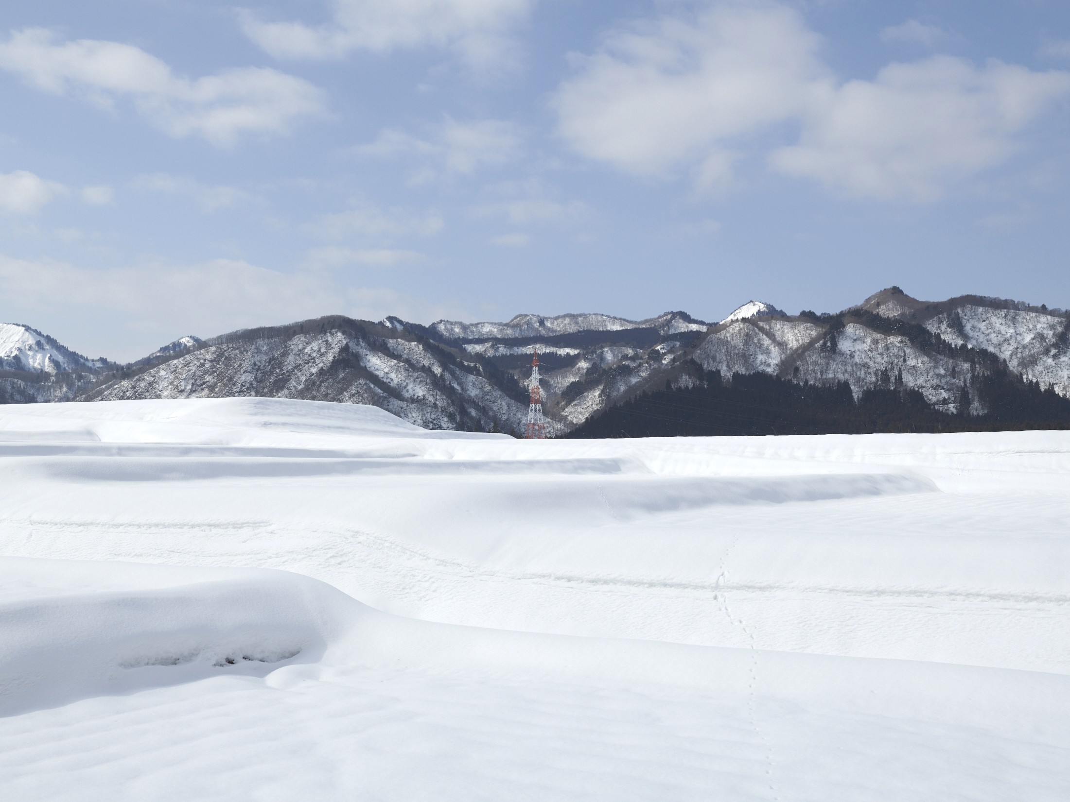 雪蔵保管の様子