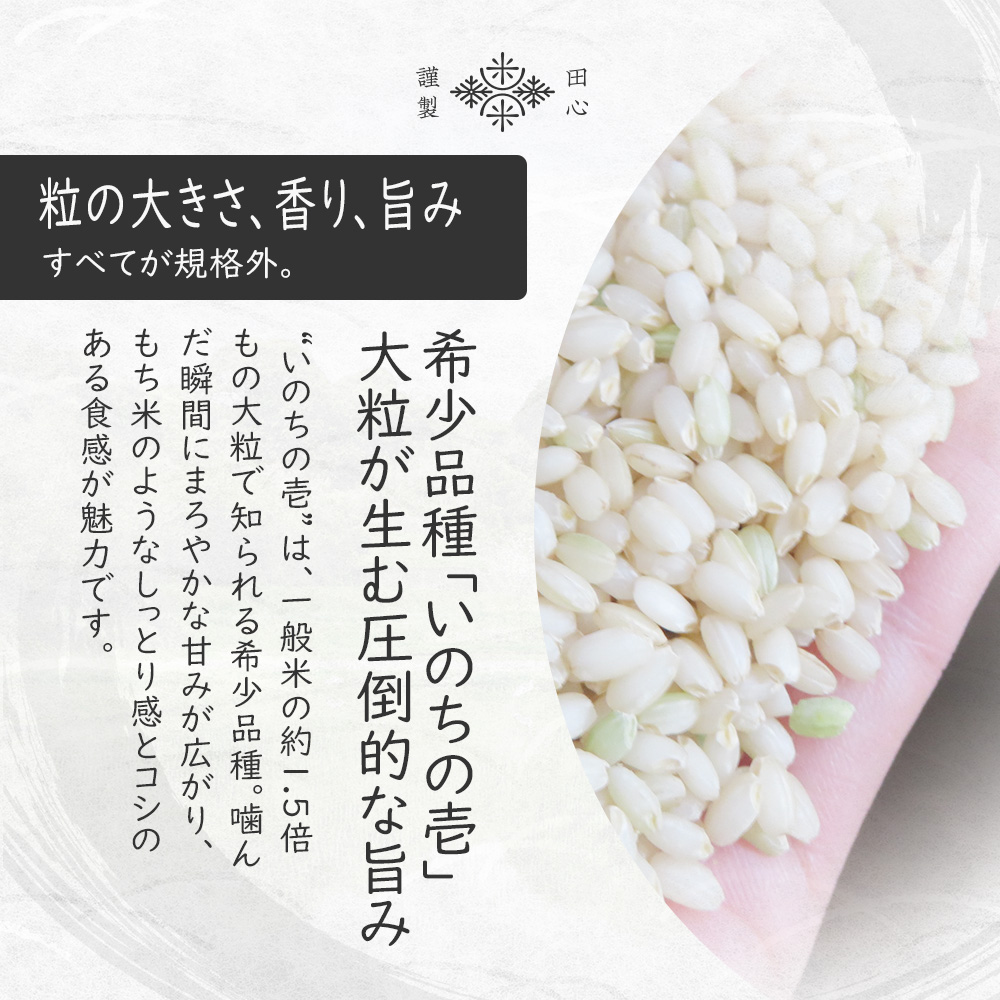 いのちの壱 20kg 訳あり 中米 精米済み 令和7年産 岐阜県産 お米　白米 銀の朏 岐阜県飛騨 いのちの壱 2kg 特別栽培米 ぎんのみかづき : 米