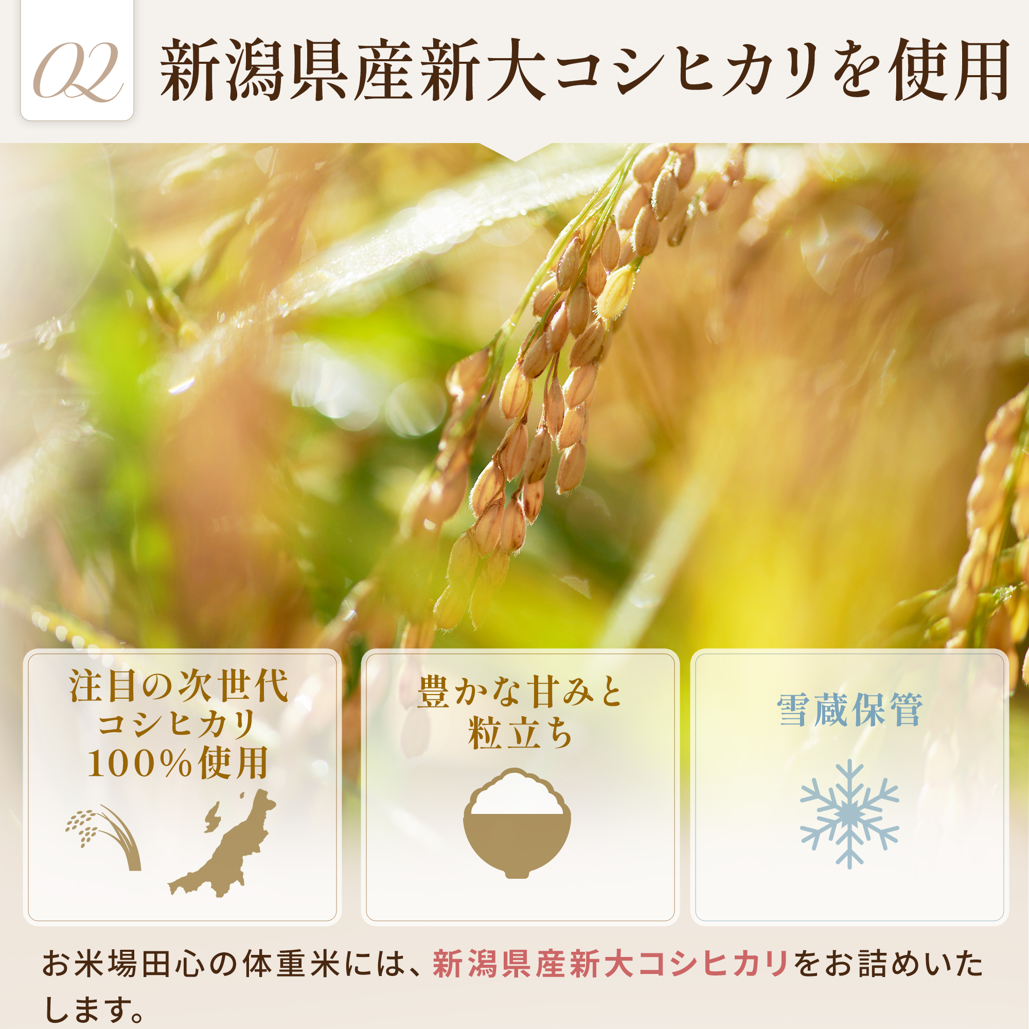 新潟県産コシヒカリ