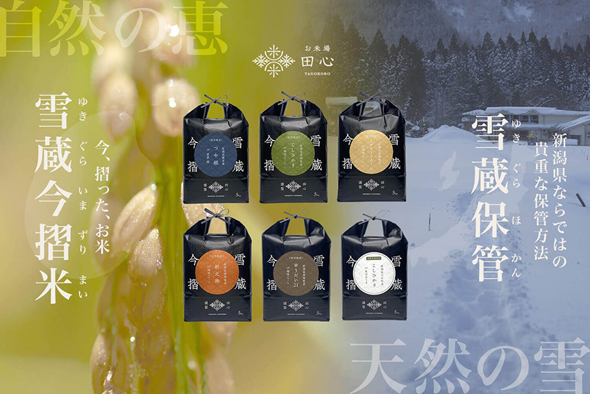 雪蔵今摺米