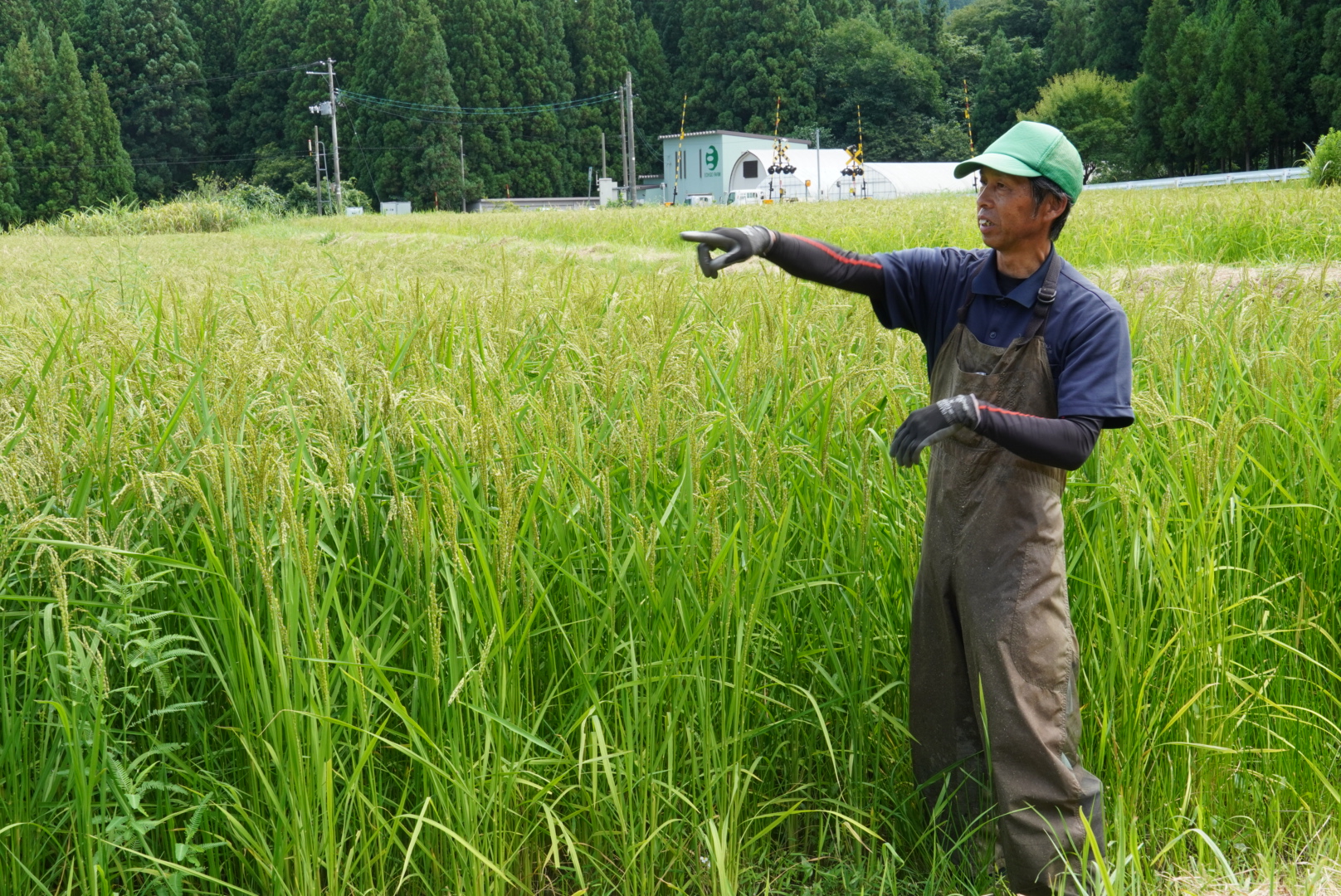 美味しいお餅やなどり餅
