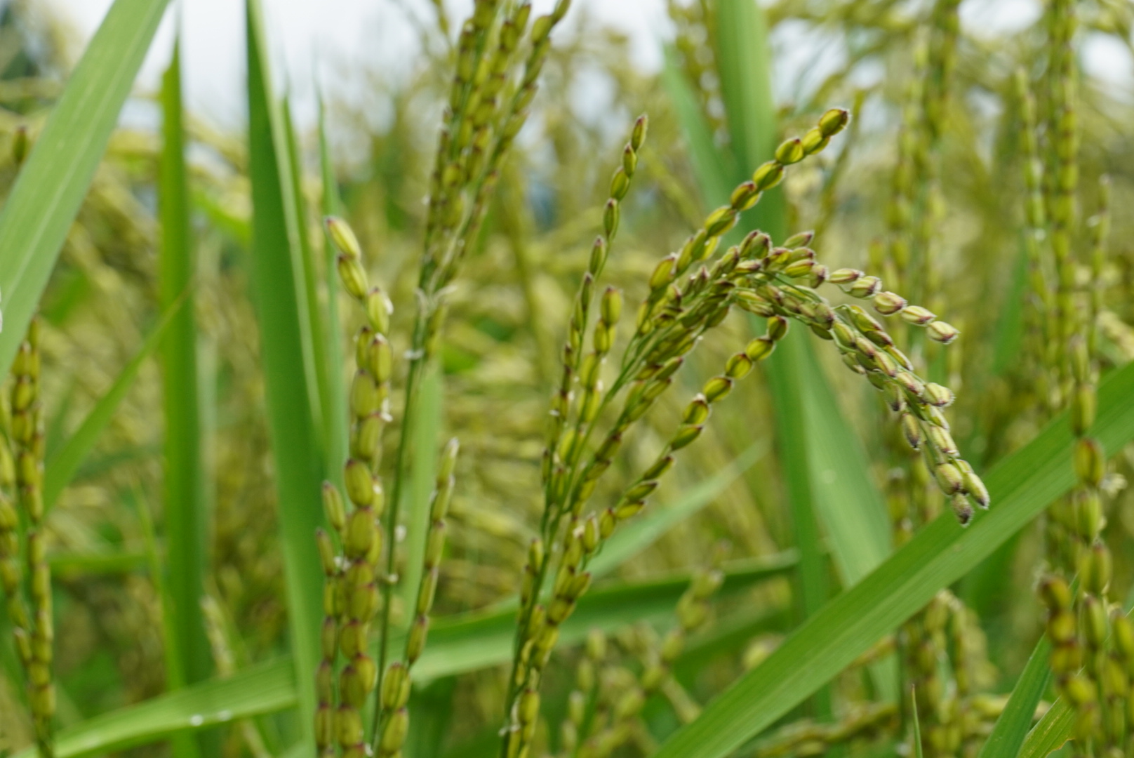 美味しいお餅やなどり餅