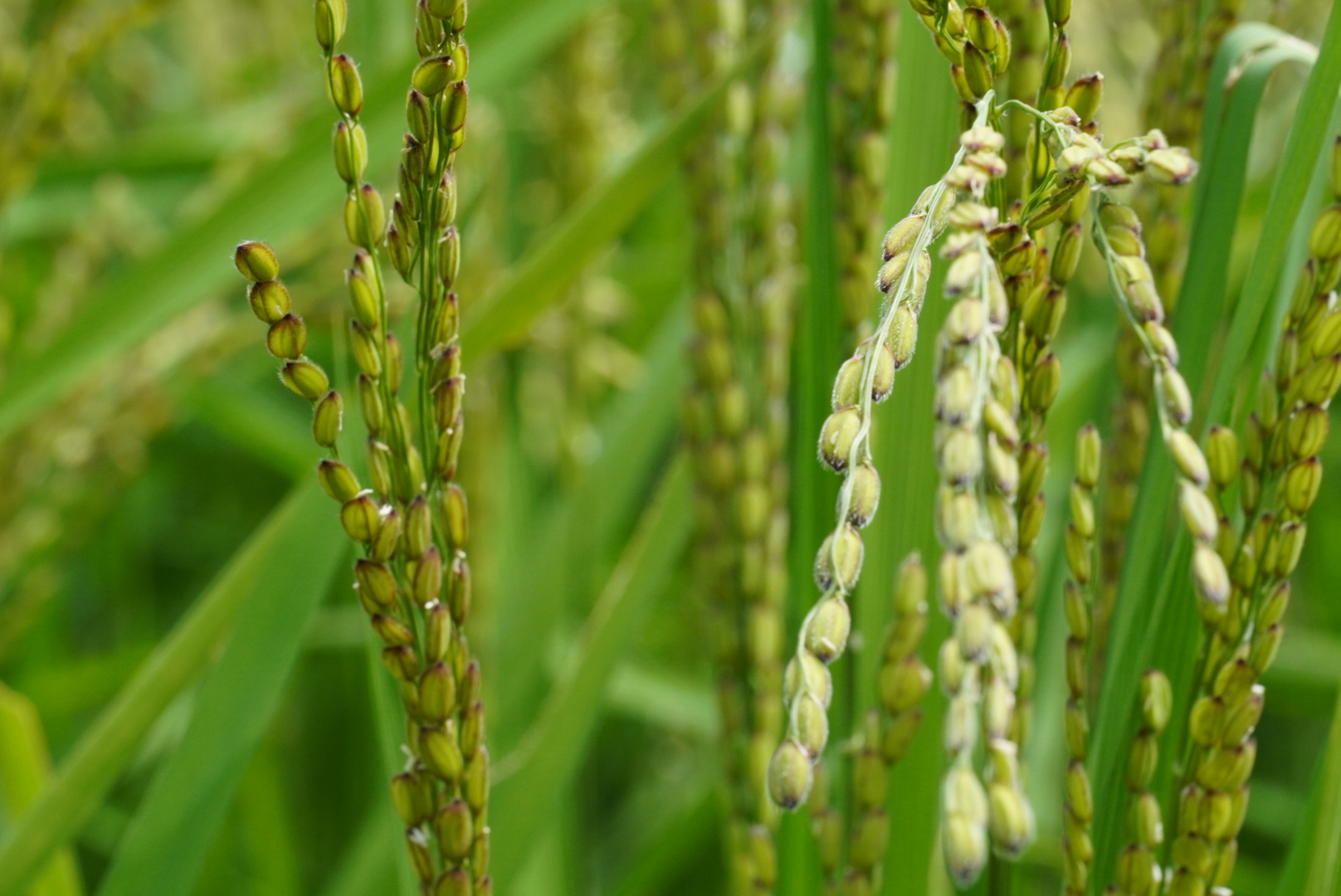 美味しいお餅やなどり餅