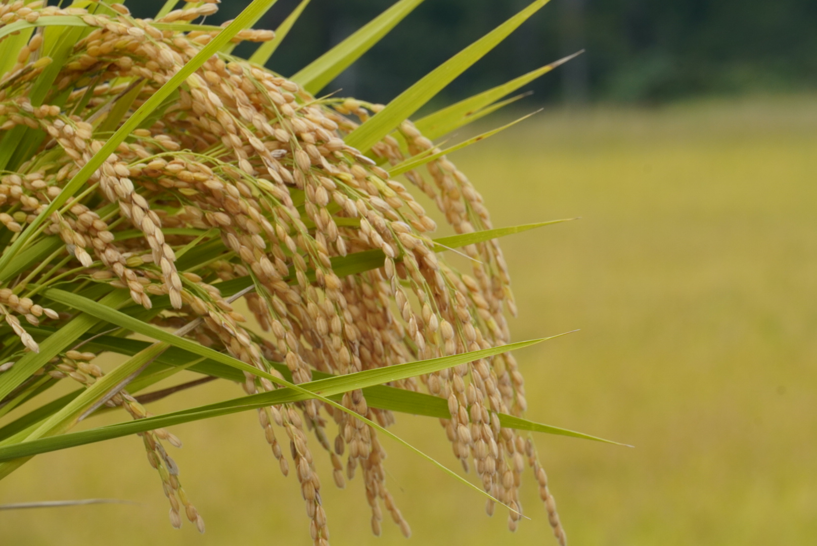 新大コシヒカリ田心