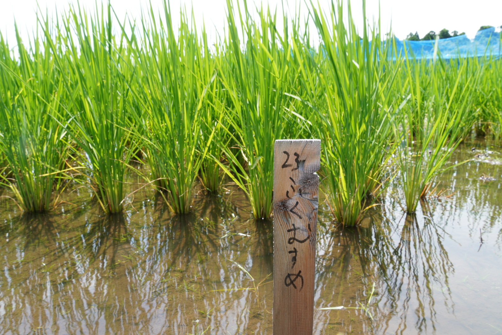 福井県立大学ふくむすめ
