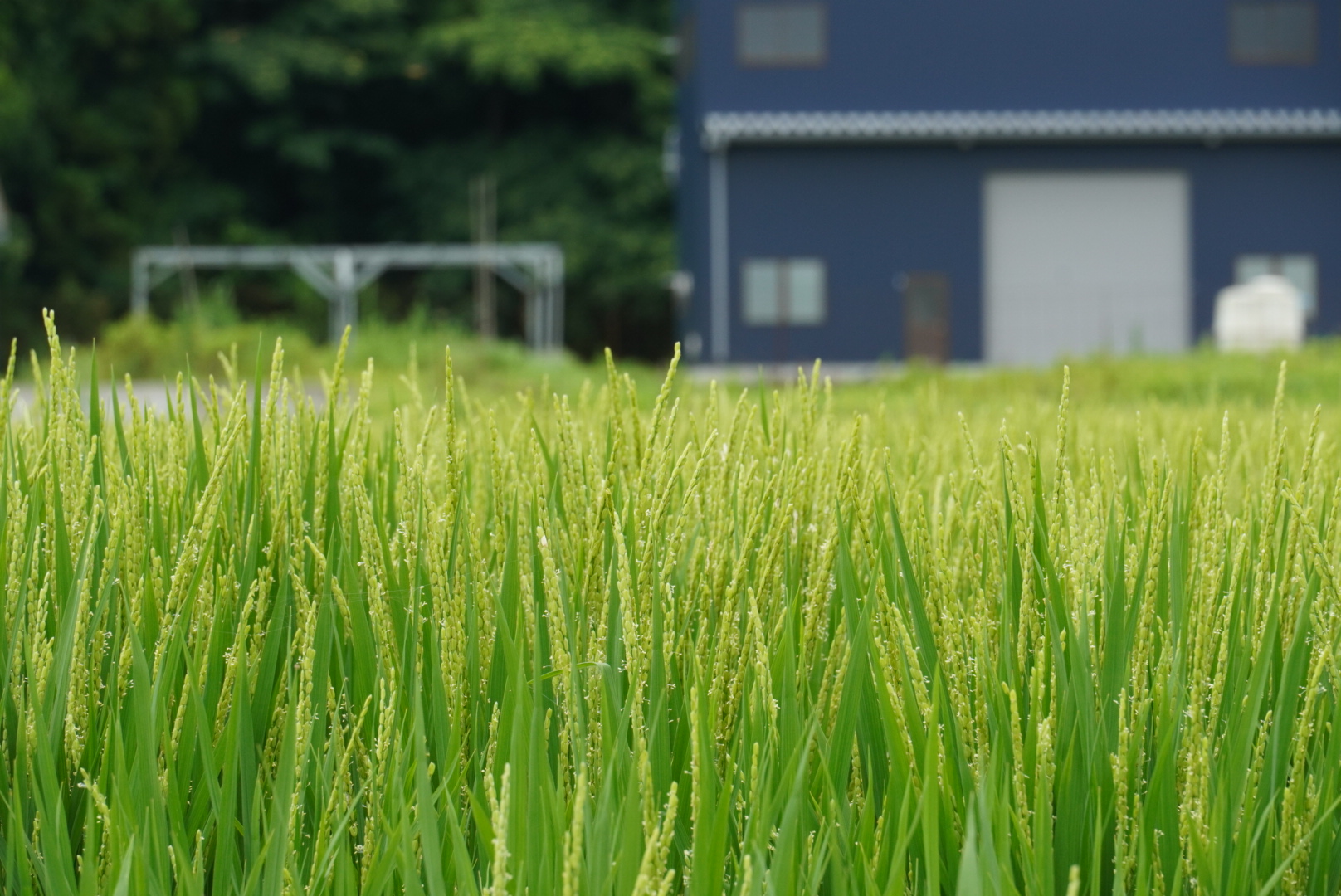 福井県立大学が開発したお米